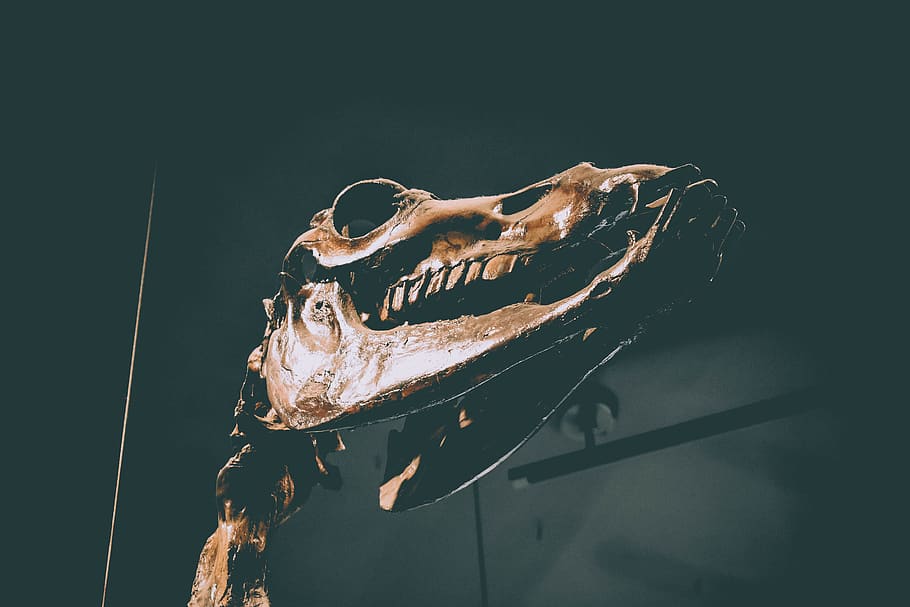 brown dinosaur skull, united states, los angeles, the la brea tar pits and museum HD wallpaper