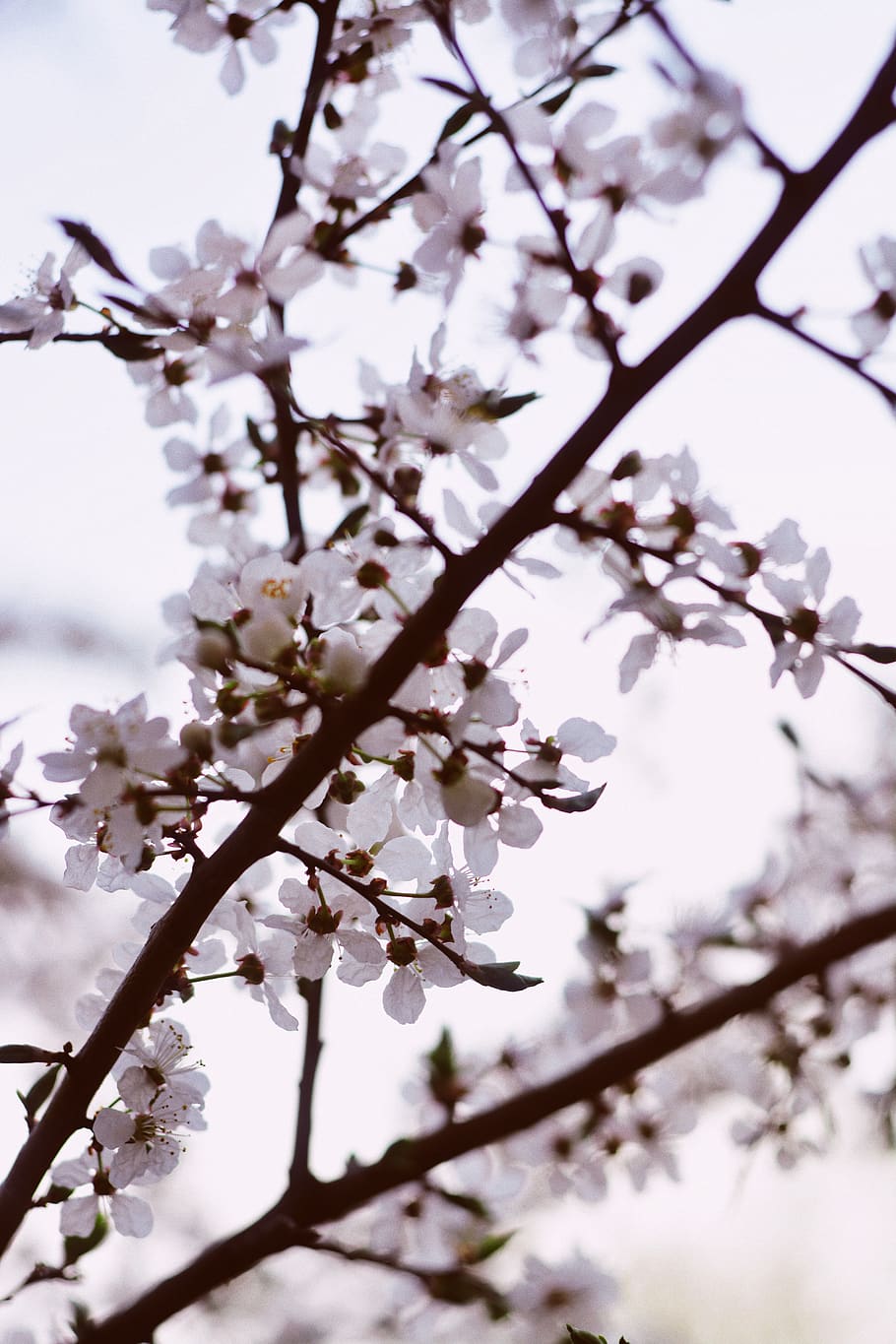 sun, sunlight, cherry, cherry tree, cherry blossom tree, cherry flowers HD wallpaper