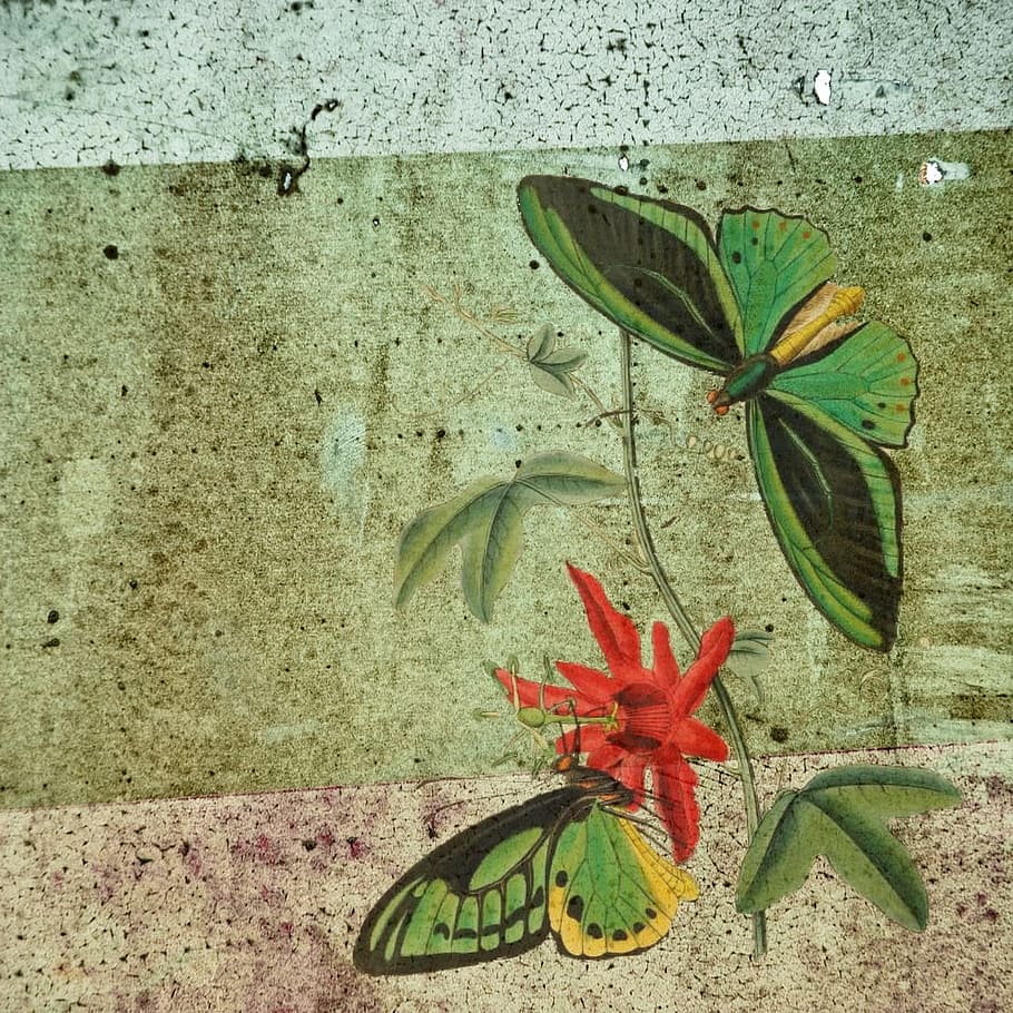 green, wild, fly, butterfly, insect, animal, graphic, wall - building feature HD wallpaper