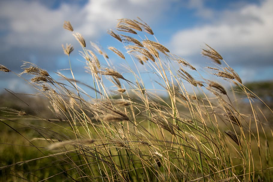 aruba, summer, breeze, plant, growth, field, sky, beauty in nature HD wallpaper
