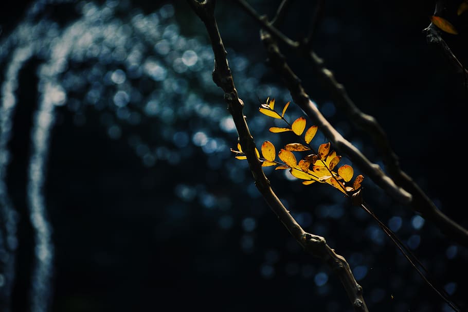 tree photography, leaf, plant, flare, light, nature, droplet, HD wallpaper