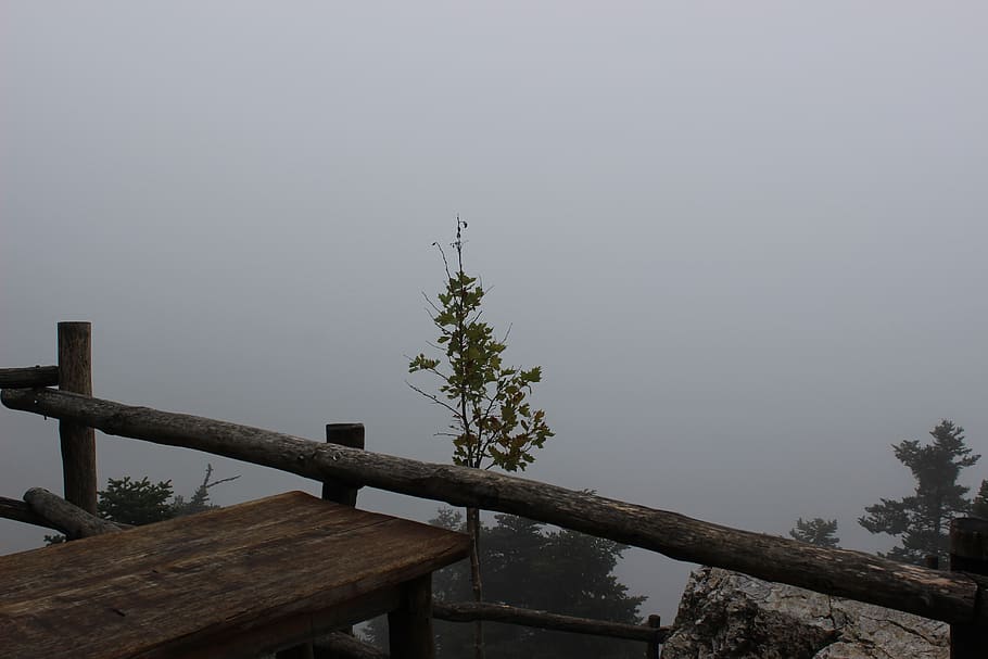 greece, parnitha, standingalone, tree, woods, fog, landscape HD wallpaper