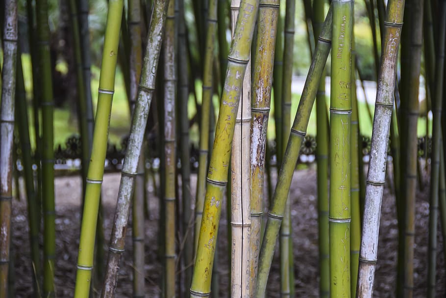 bamboo, trunk, tree, nature, bamboo - plant, bamboo grove, growth HD wallpaper