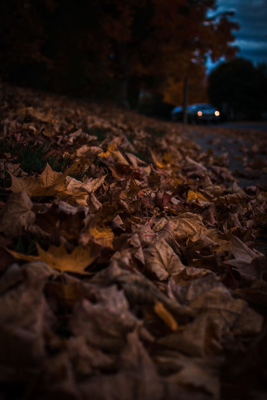 dried leaf, car, road, journey, road trip, leaves, autumn, fall HD wallpaper