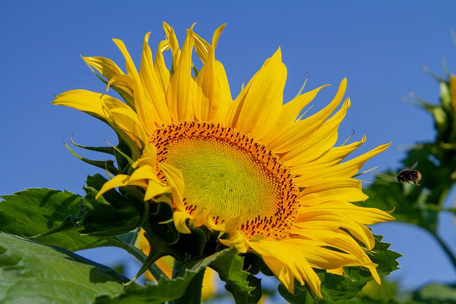 Close-up Photo of Bee Near Yellow Sunflower, beautiful, blue sky HD wallpaper