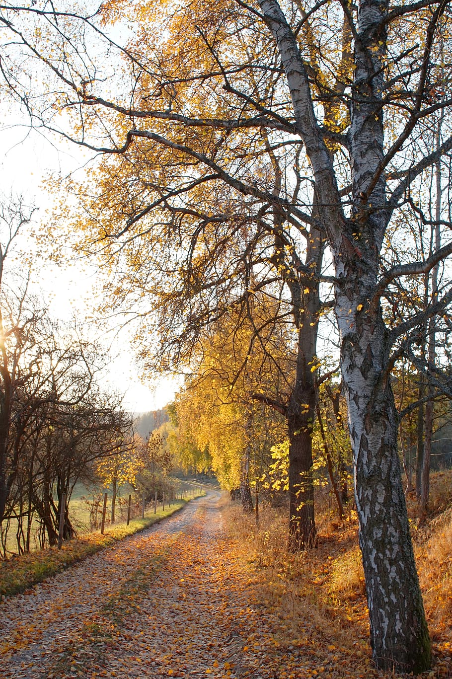 lane, birch, trees, leaves, autumn, evening, mood, away, plant HD wallpaper