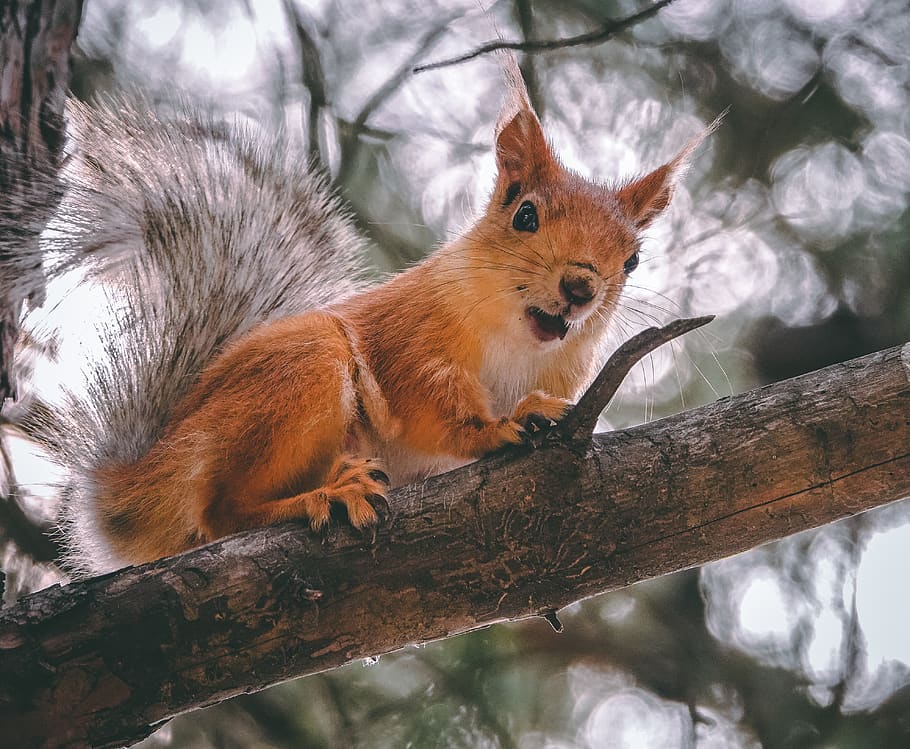 orange squirrel on tree branch, animal themes, one animal, animal wildlife HD wallpaper