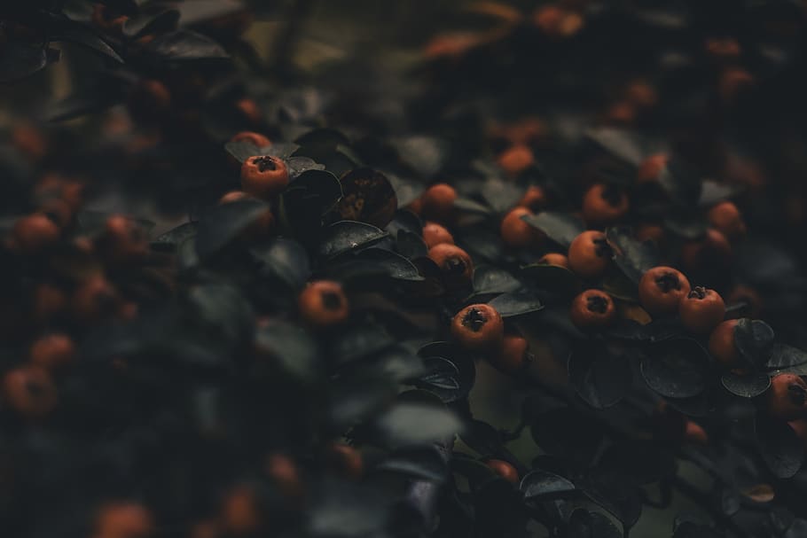round red fruits, selective focus, no people, nature, day, close-up HD wallpaper
