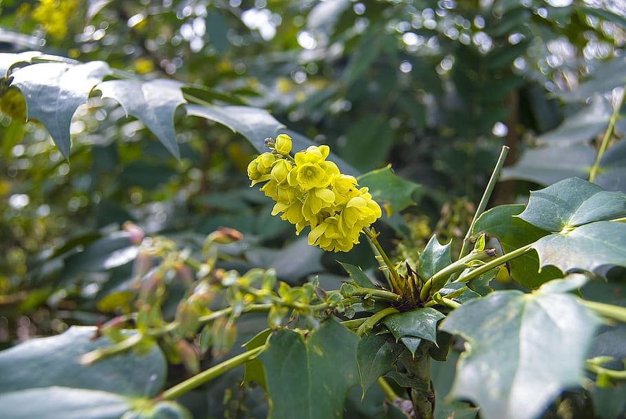 yellow, blossom, bloom, flora, flowers, summer, garden, nature HD wallpaper