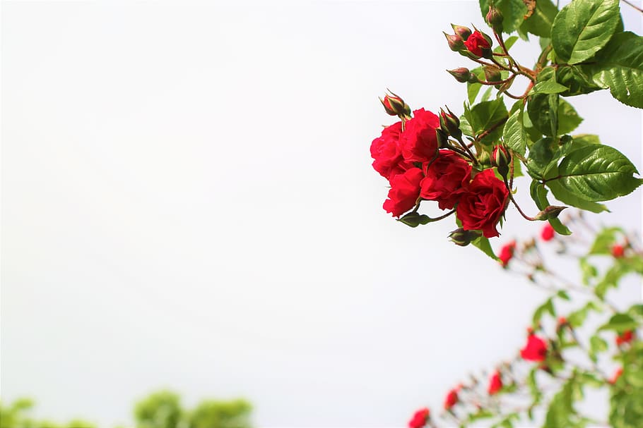 roses, tree, nature, red, spring, bud, beautiful, romantic HD wallpaper