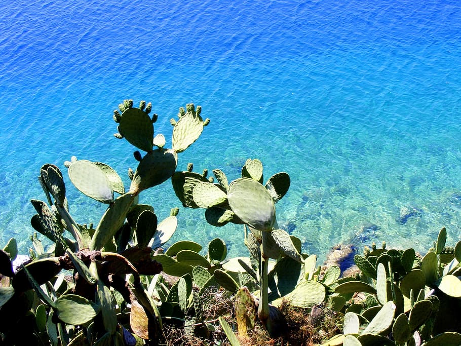 water, flow, cactus, sea, blue, plant, green, nature, growth HD wallpaper