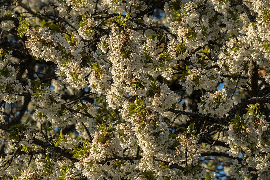 fruit tree blossoming, apple blossom, apple tree, blütenmeer HD wallpaper