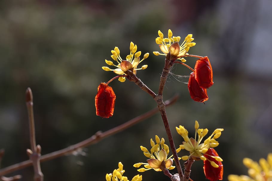 spring, spring flowers, nature, plants, wood, beautiful, garden HD wallpaper