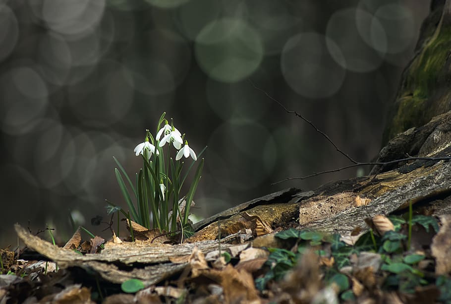 white flowers, plant, growth, vulnerability, flowering plant HD wallpaper