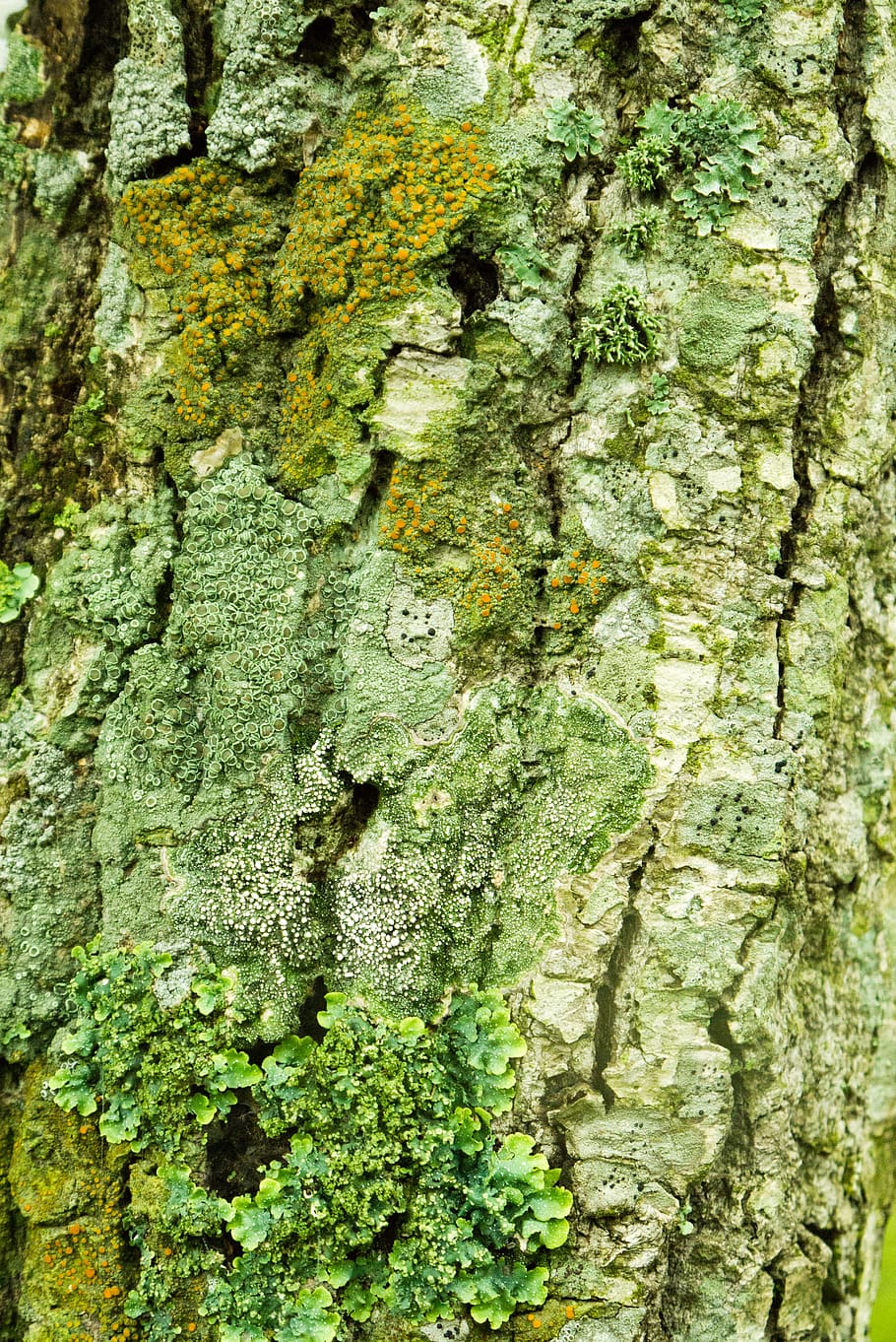forest, bark, tree, textured, trunk, full frame, tree trunk HD wallpaper
