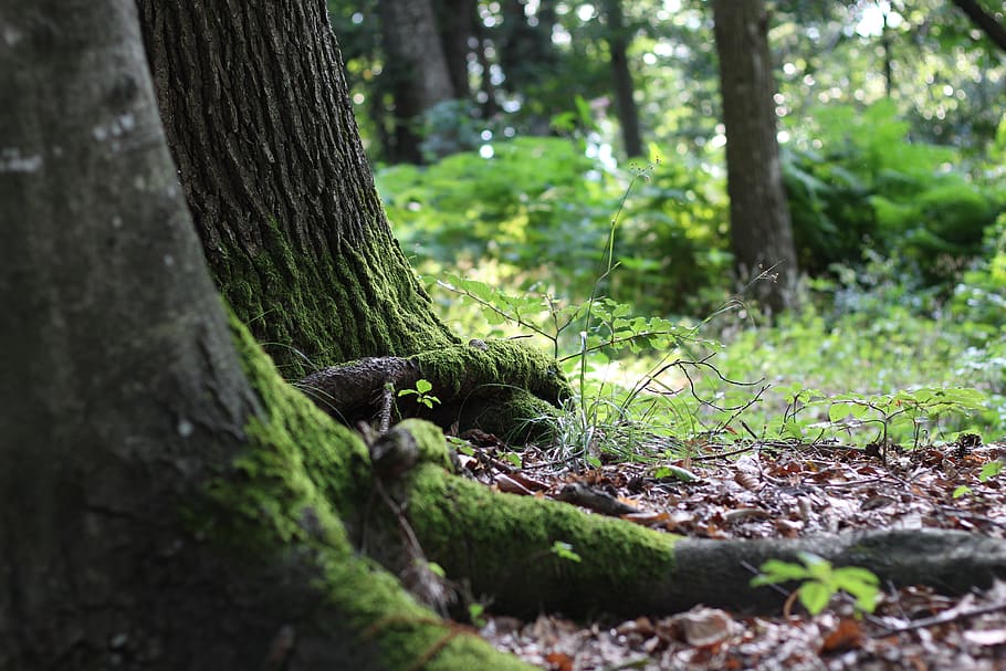 forest, tree, root, green, moss, fresh, summer, nature, austria HD wallpaper