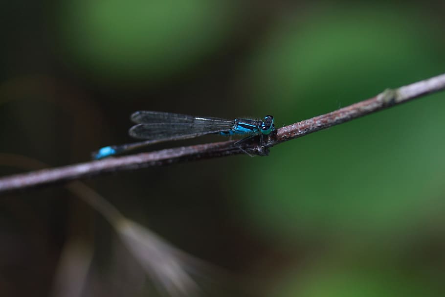 dragonfly, blue, insecta, nature, animal themes, one animal HD wallpaper