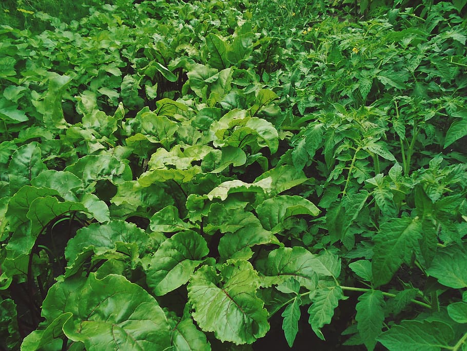 ukraine, green, closeup, leaf, leaves, summer, beetroot, garden HD wallpaper
