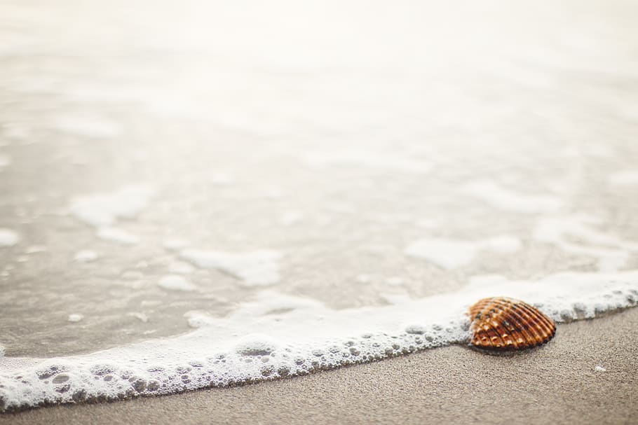 sea shell, beach, sand, shore, ocean, water, summer, animal HD wallpaper