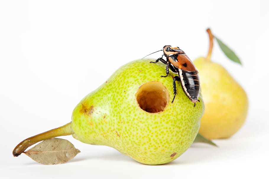 food, rotten, insect, fruit, cockroach, hole, worms, verte, HD wallpaper