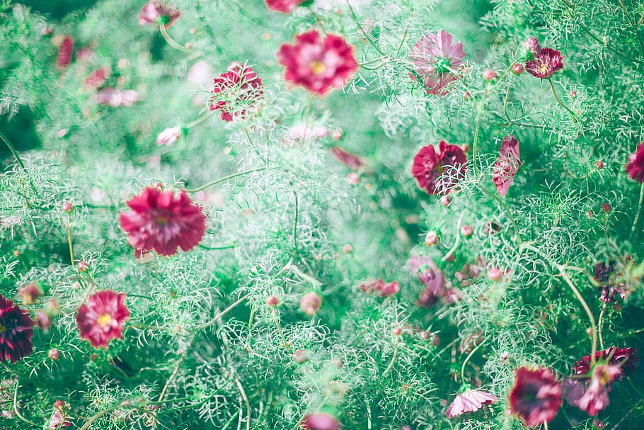 pink-petaled flower, blossom, geranium, plant, vegetation, dahlia HD wallpaper