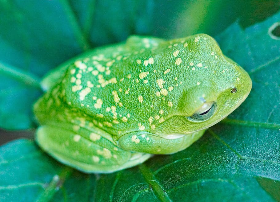 frog, okra leaf, green, amphibian, nature, tree-frog, wildlife HD wallpaper