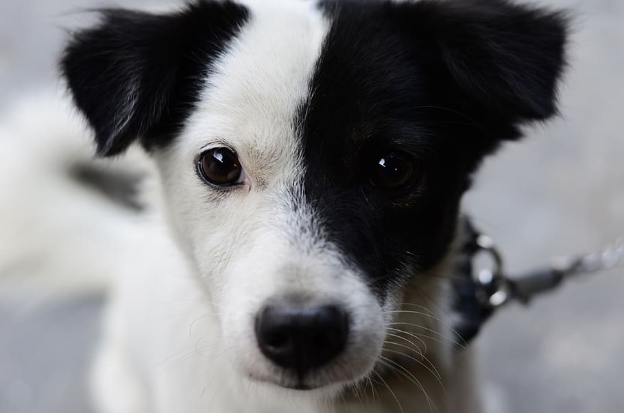 white and black border collie puppy, dog, pet, animal, mammal, HD wallpaper