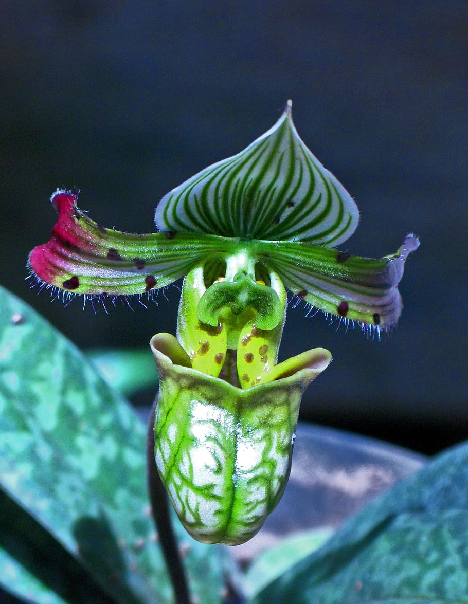 india, bengaluru, close-up, green color, no people, plant, focus on foreground HD wallpaper