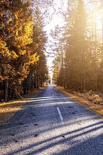 Photograph of a Pathway in Forest, 4k wallpaper, branches, bright HD wallpaper