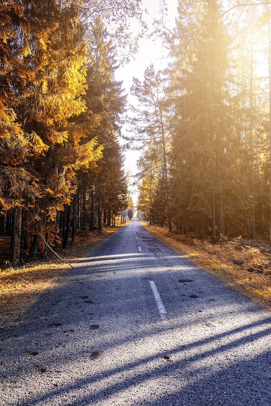 Photograph of a Pathway in Forest, 4k wallpaper, branches, bright HD wallpaper