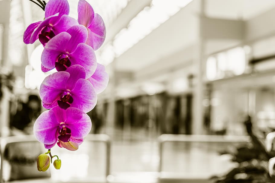 mall, orchid, pink, negative space, flower, plant, flowering HD wallpaper