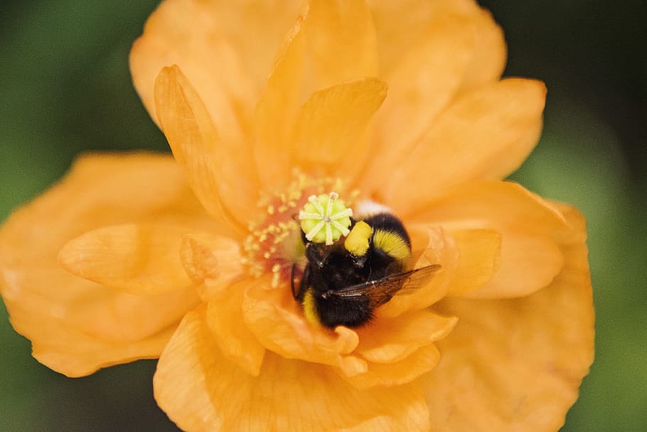 Close-up Photo of Honey Bee on Yellow Flower, bloom, blooming HD wallpaper