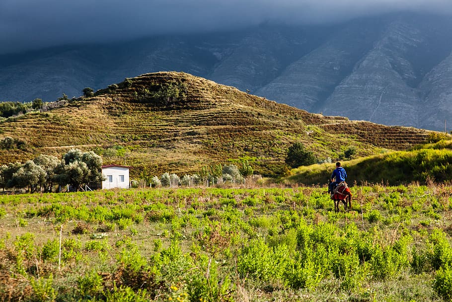 landscape, light, nature, hill, atmosphere, donkey, mystical HD wallpaper