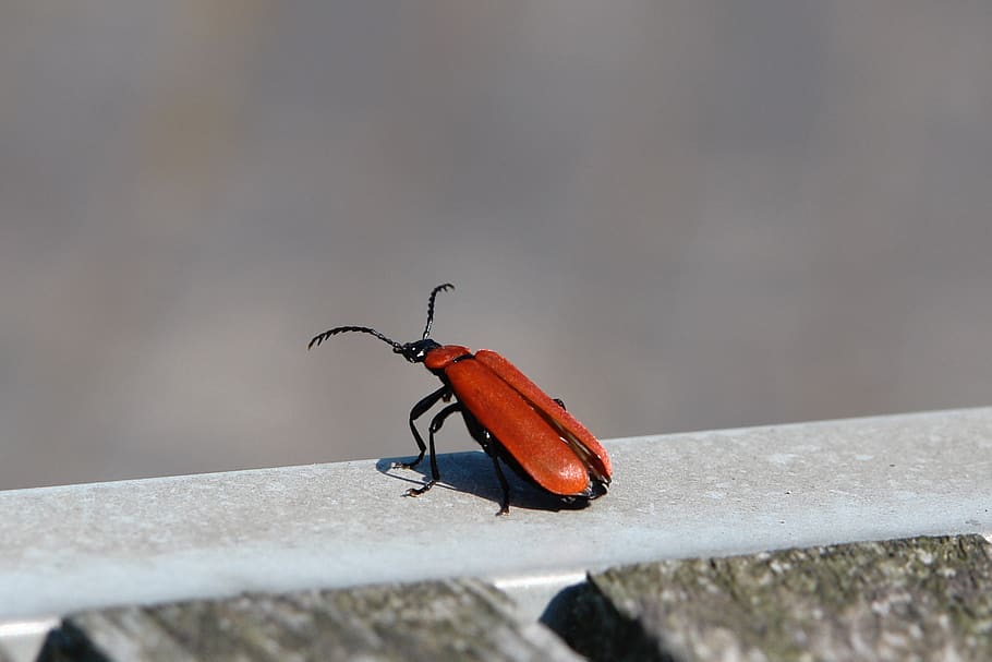 bug, wings, red, antenna, invertebrate, insect, animal themes HD wallpaper