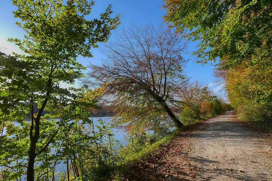 trail, forest path, away, landscape, mood, promenade, mystical HD wallpaper