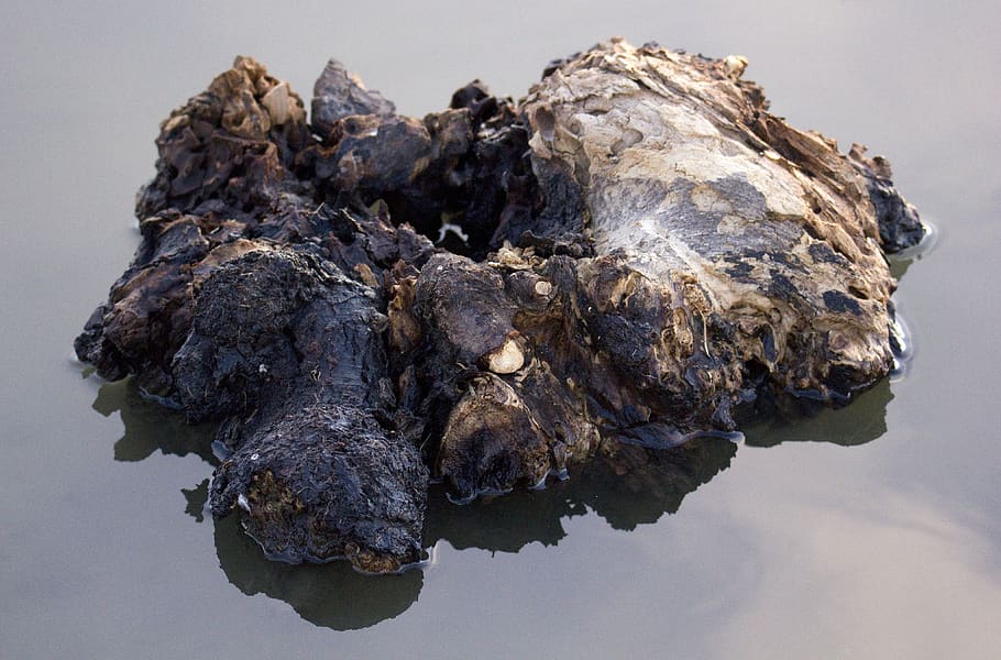water, reflection, weathered, rock, animal themes, rock - object HD wallpaper