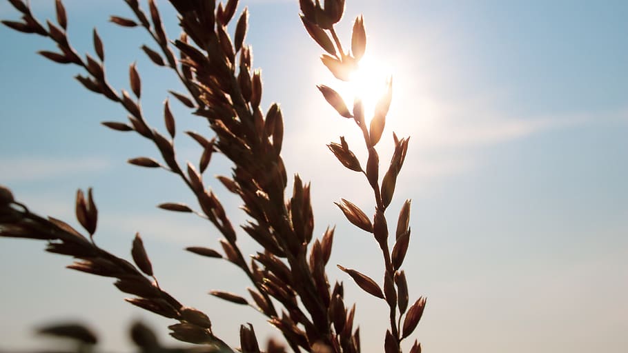 light, flare, grass, plant, sunlight, sky, vegetable, produce HD wallpaper