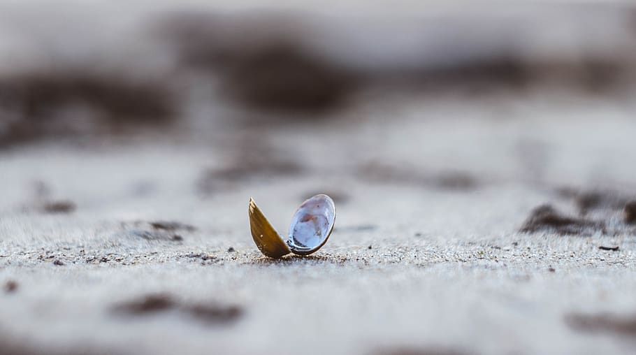 selective focus photography of shell, invertebrate, seashell HD wallpaper