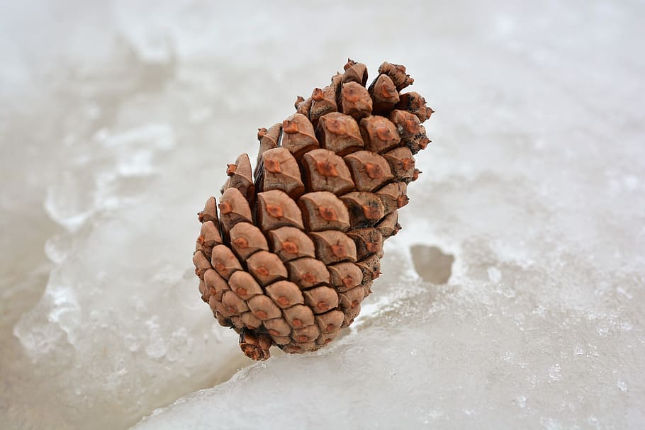 winter, snow, ice, cold, nature, outdoors, wintry, cone, pine cone HD wallpaper