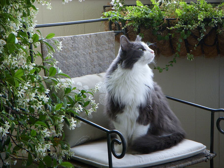 cat, animal, pet, mammal, plant, outdoors, banister, handrail