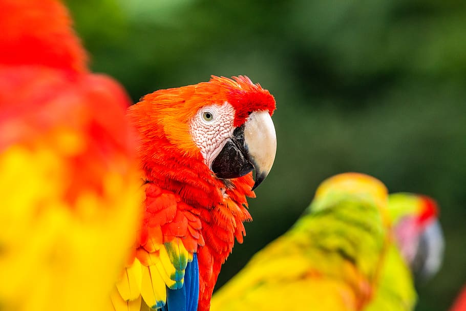 Scarlet macaw, bird, parrot, animal, costa rica, beak, red, colour HD wallpaper