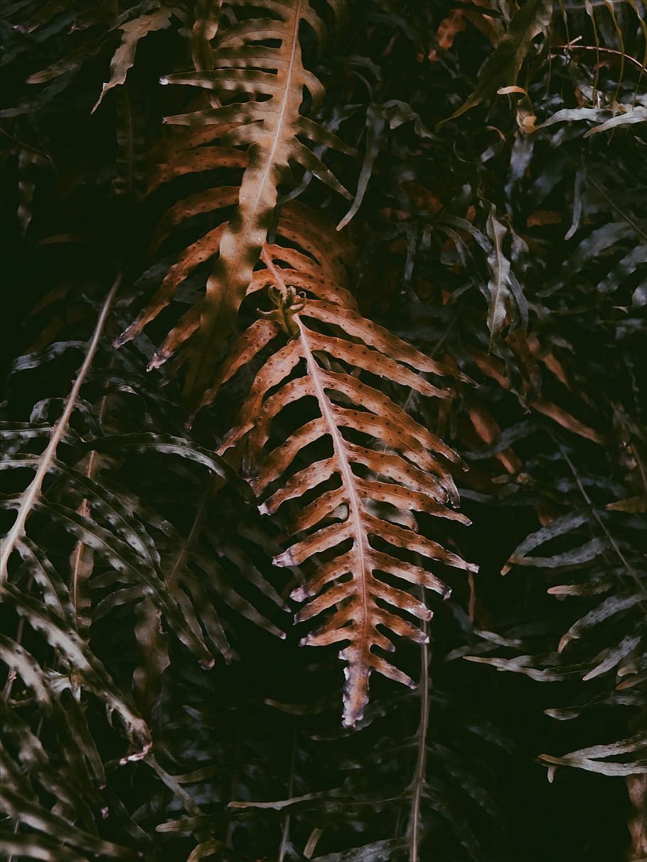 germany, cologne, orange, dark, shadow, fern, plant, botanical HD wallpaper