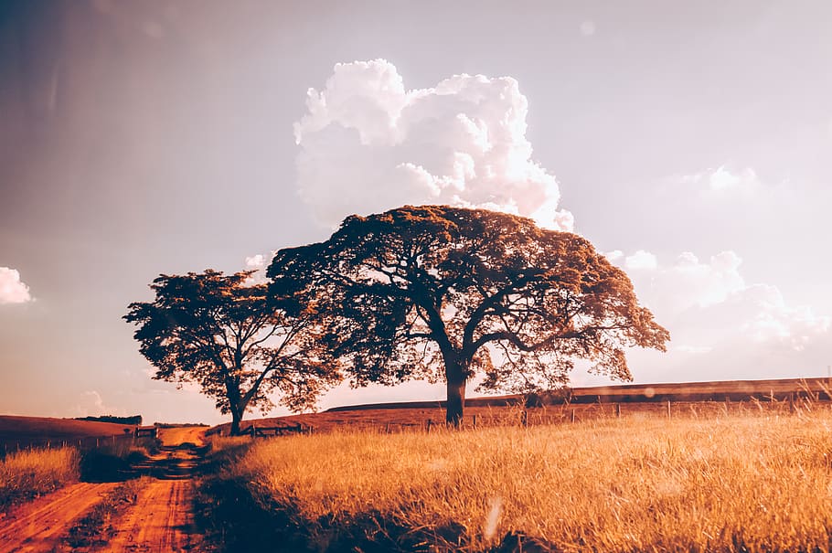 trees, árvores, desert, deserto, road, estrada, sky, cloud - sky, HD wallpaper