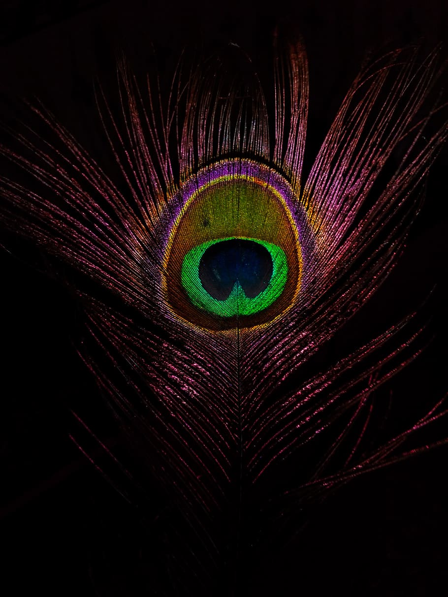 closeup photo of green and purple feather, ornament, fractal