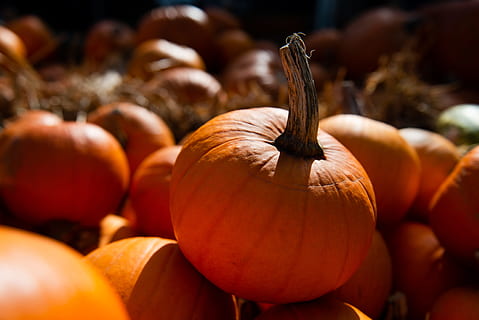pumpkins, pumpkin patch, harvest, autumn, fall, halloween, bokeh HD wallpaper