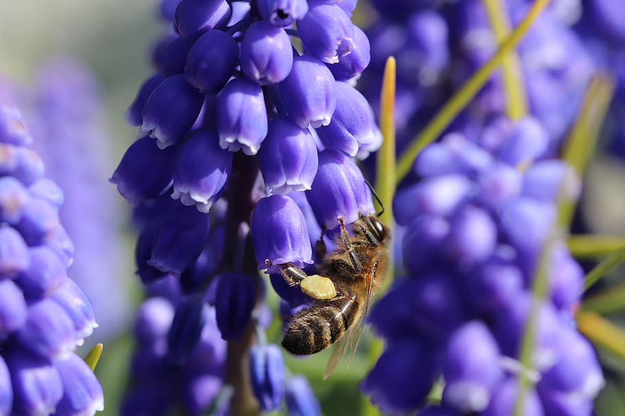 bee, insects, flower, blue, muscari, pollination, pollen, honey HD wallpaper
