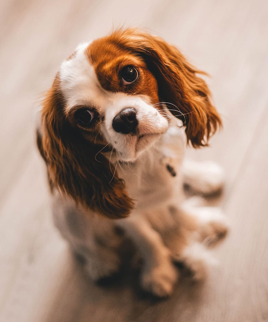 Shallow Focus Photography of a Cavalier King Charles Spaniel, HD wallpaper