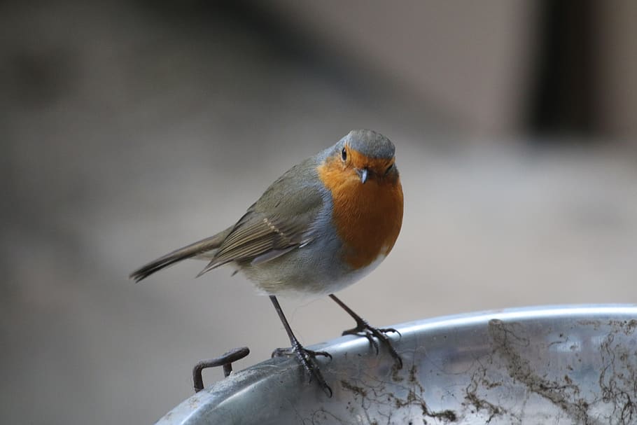 robin, bird, garden, feathers, animal themes, vertebrate, one animal HD wallpaper