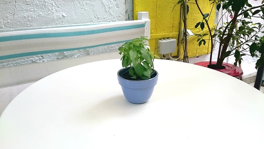 greece, ermoupoli, plant, potted plant, nature, no people, growth HD wallpaper
