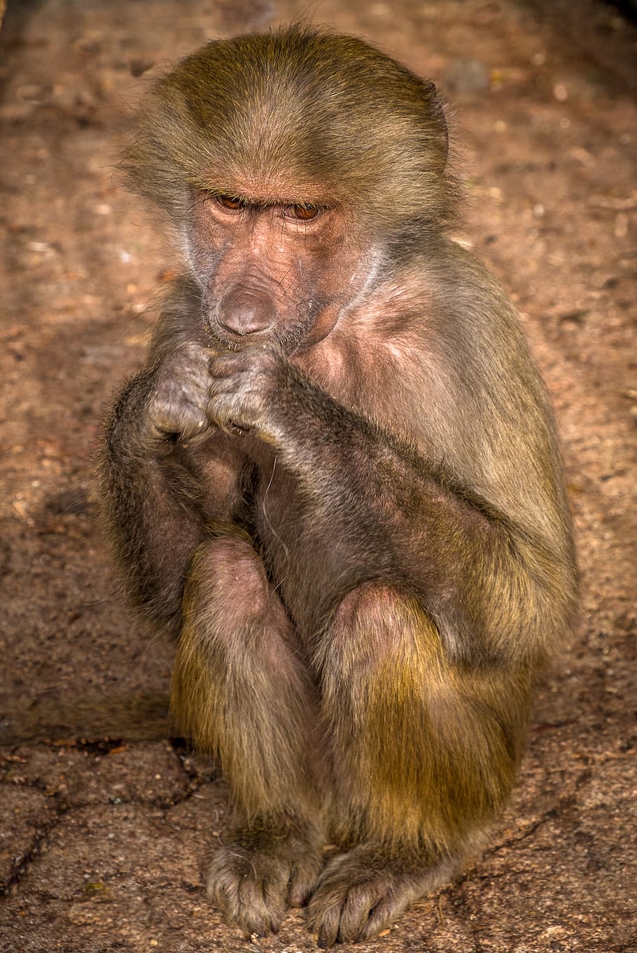 baby, baboon, monkey, look, africa, feelings, primate, mammal HD wallpaper